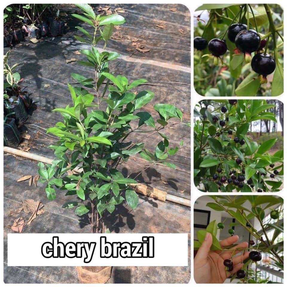 Cây giống chewry brazin