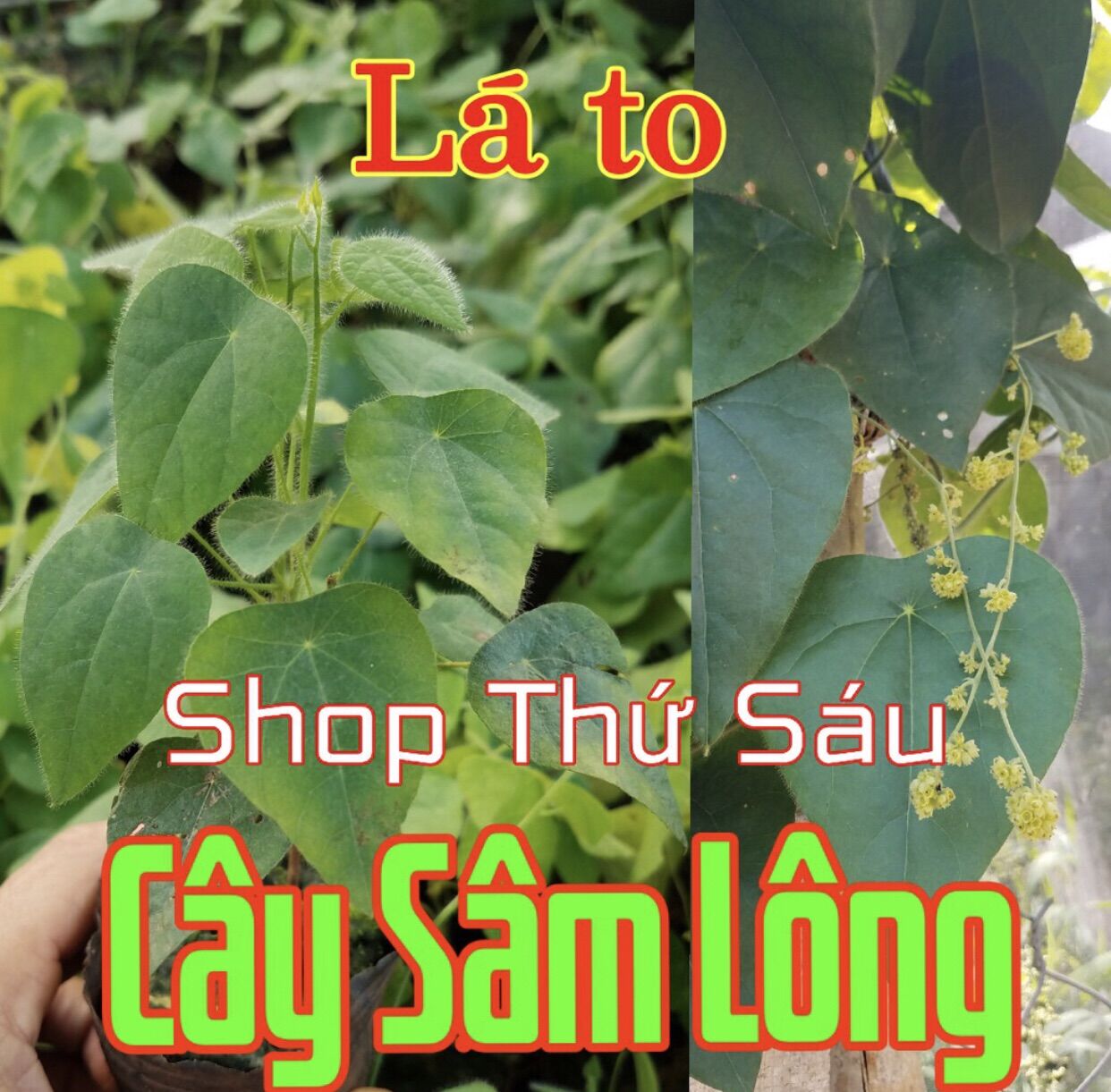 Cây sâm lông