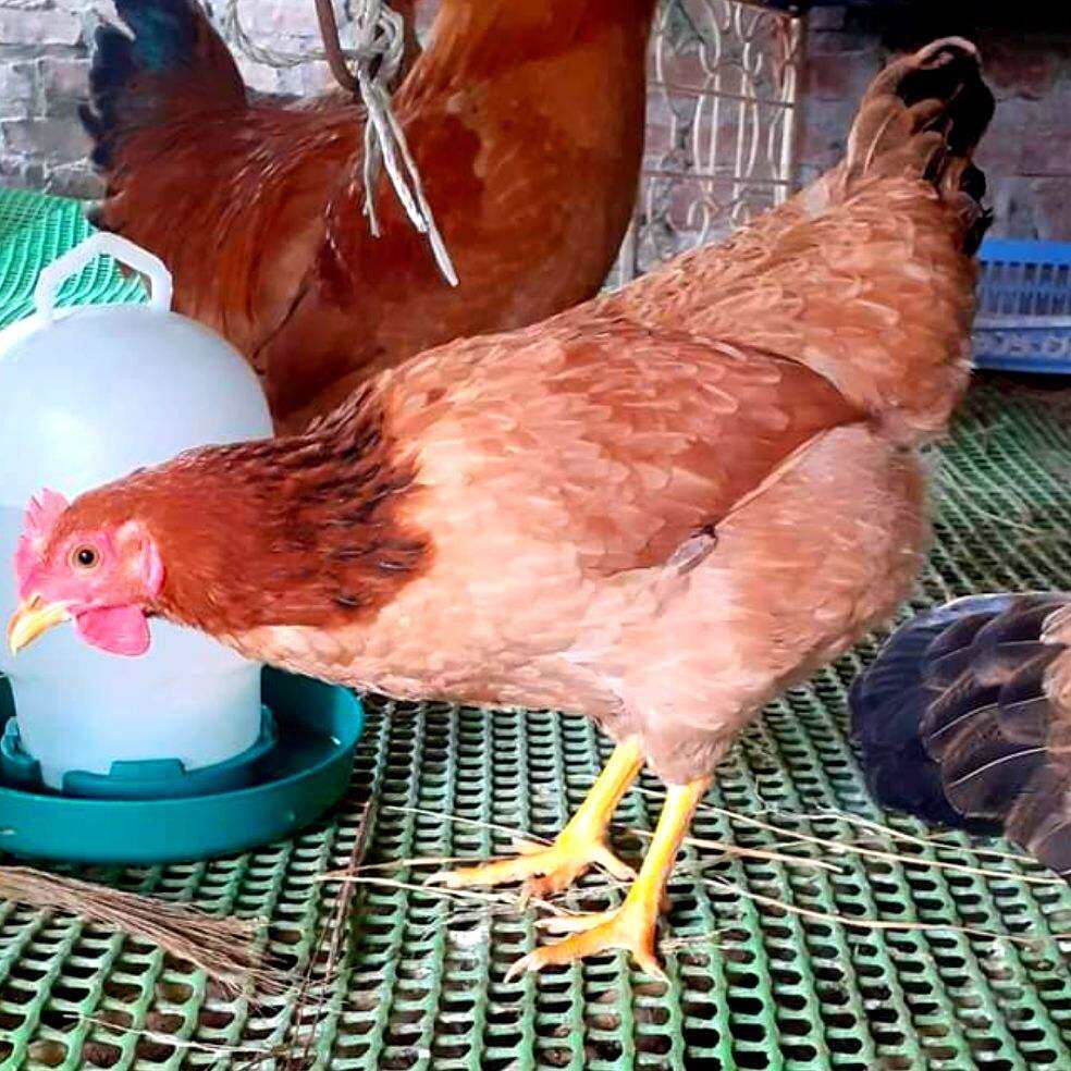 10 Trứng Gà Ri thuần chủng bao ấp nở 90%