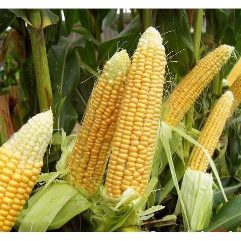 Hạt giống ngô ngọt gói 500gr
