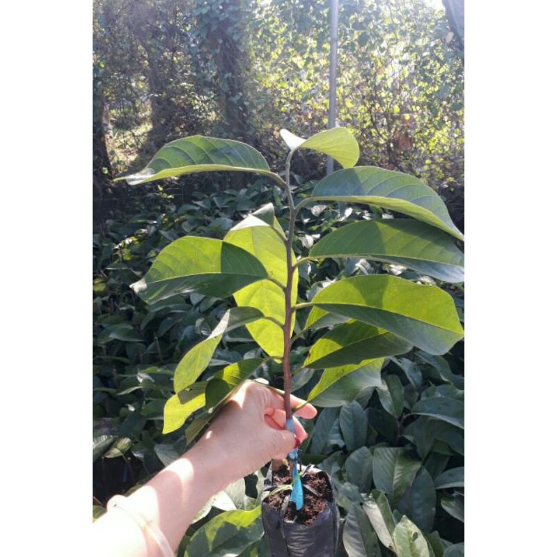cây giống Na Dứa
