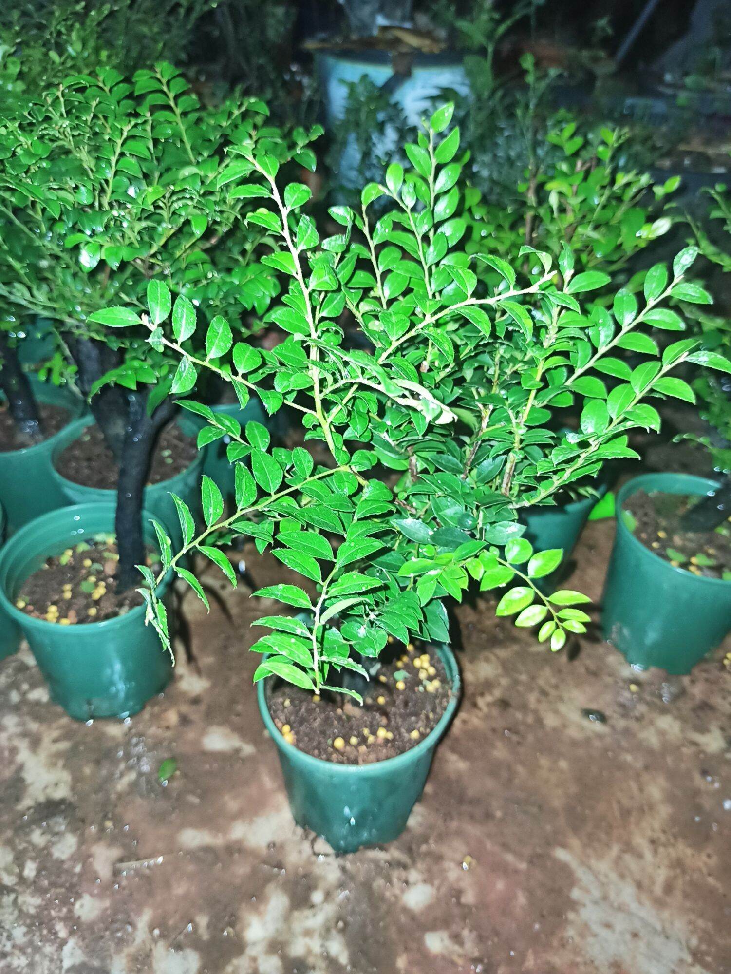 Cây tùng đen Quảng Ninh