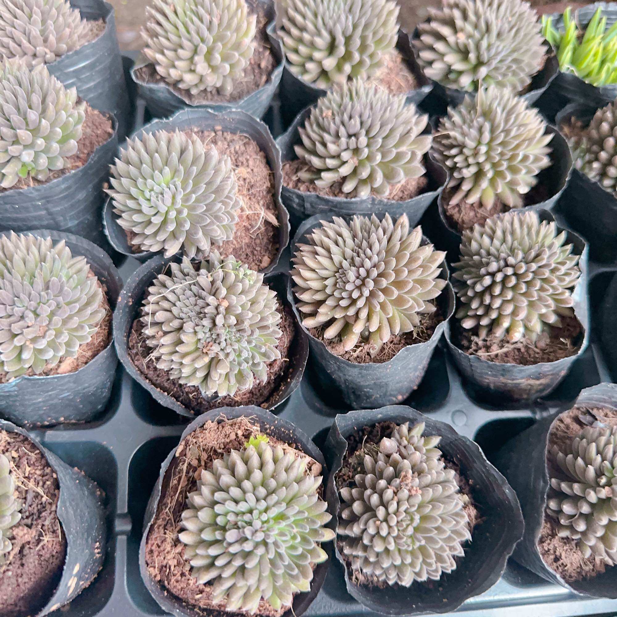 Sen đá nhím size bầu 3-5 cm xuất vườn đà lạt