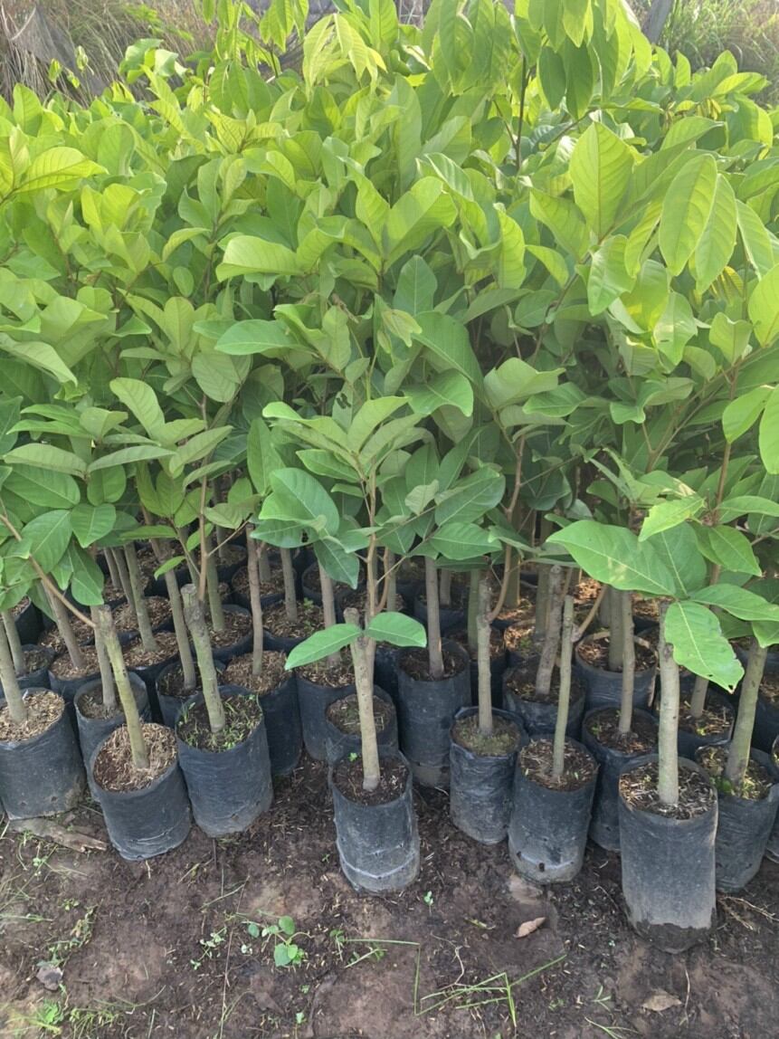 Chôm chôm inđo giống mới