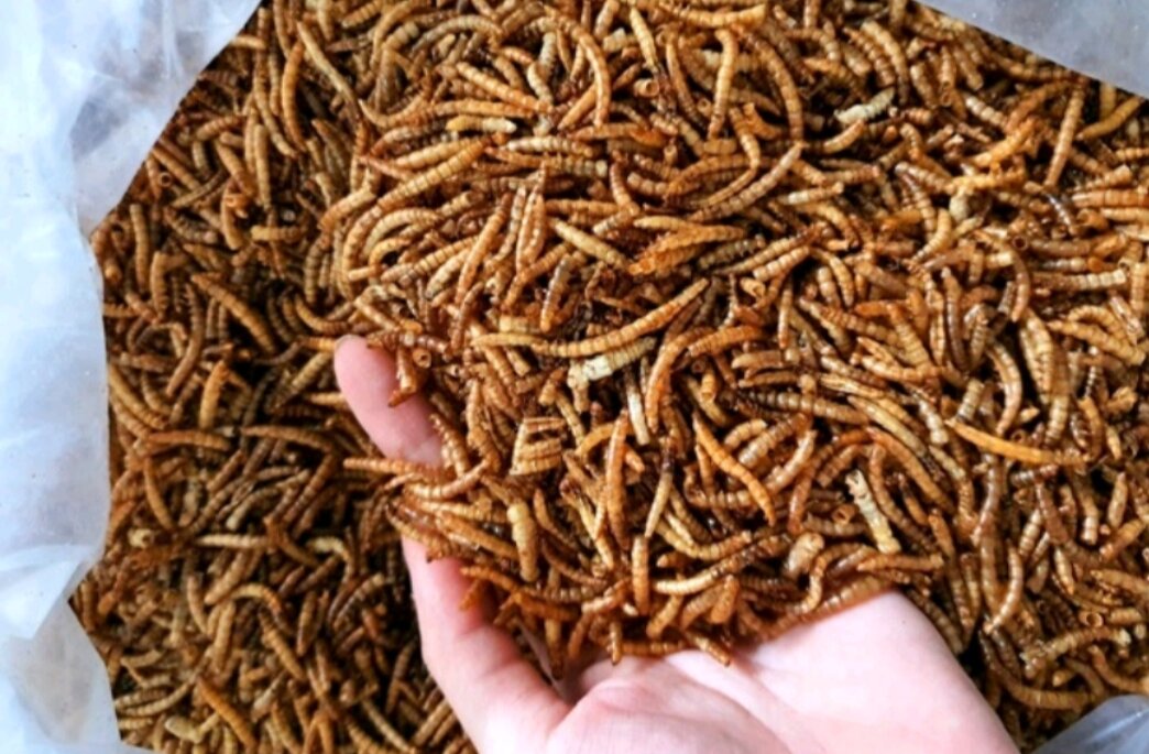 Sâu sấy khô dùng cho bò sát (túi lớn 50g rất nhiều)