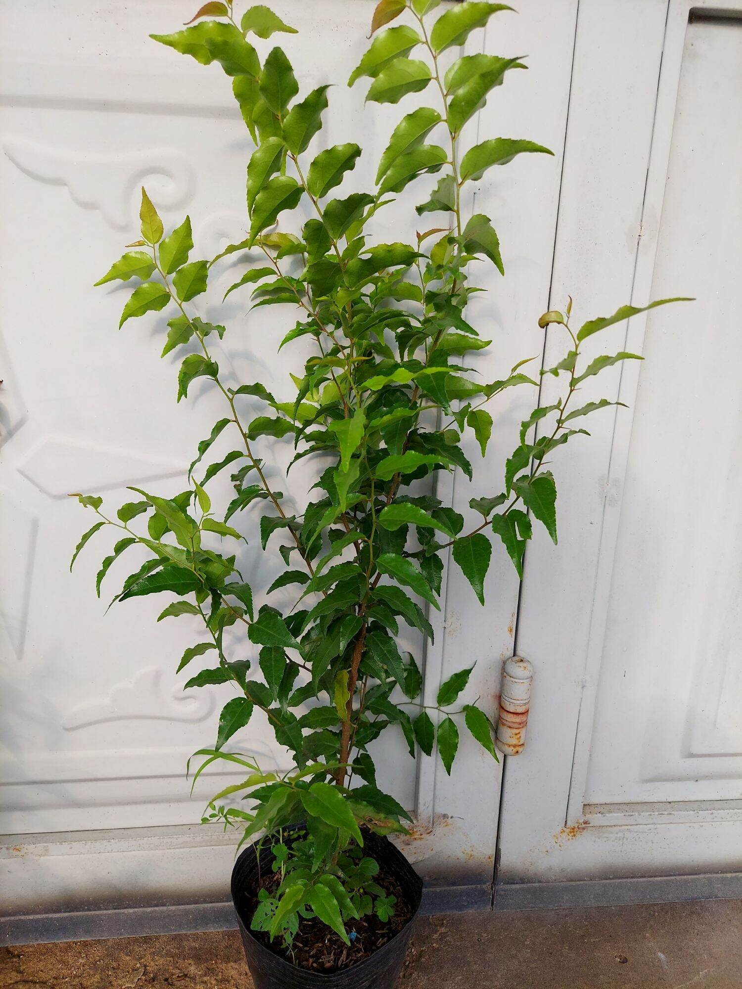 Chậu cây hồng quân 8 tháng tuổi