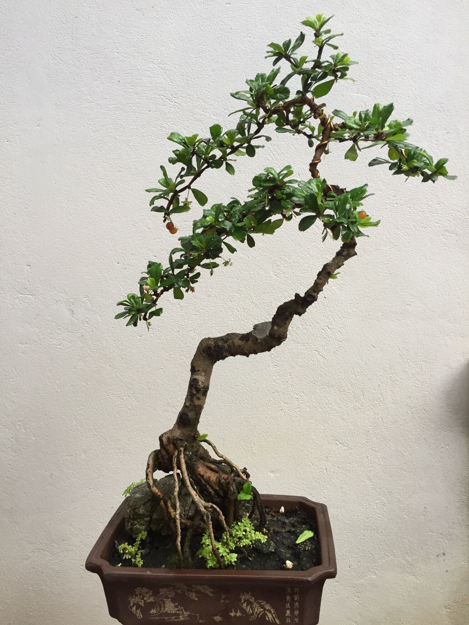 Cây Trà Phúc Kiến bonsai