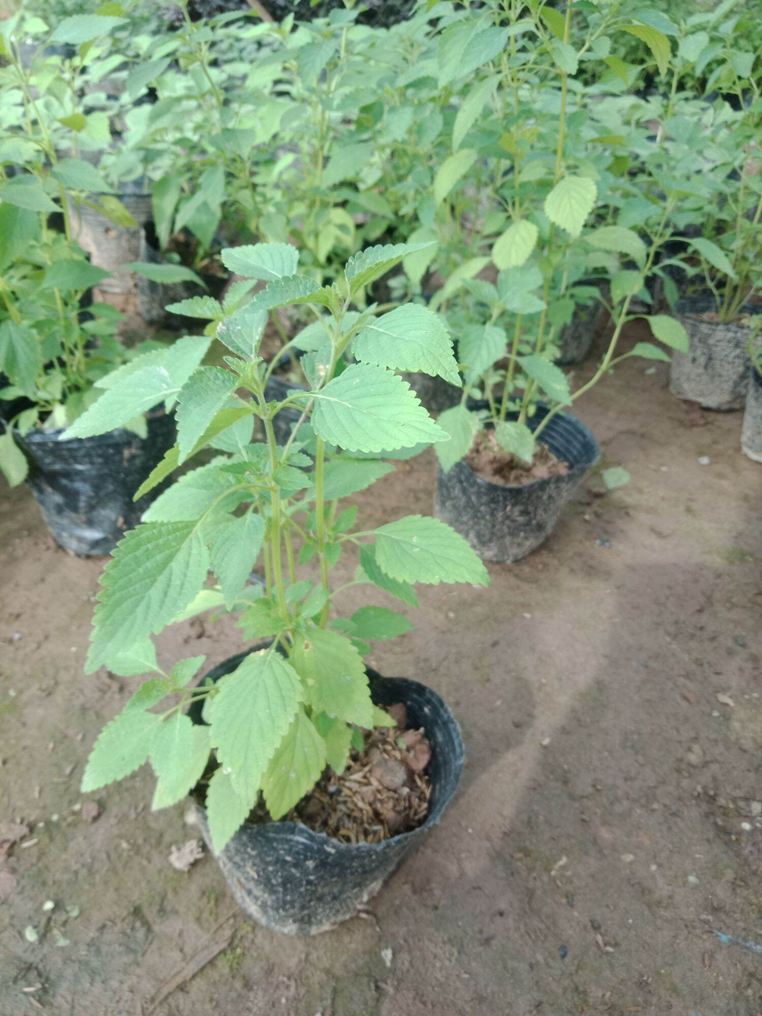 Cây rau kinh giới bầu 3 cây