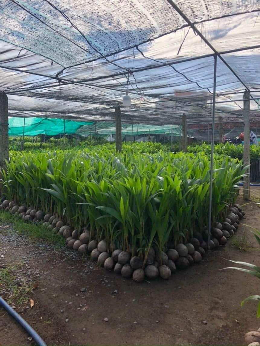 CÂY DỪA XIÊM LÙN GIỐNG
