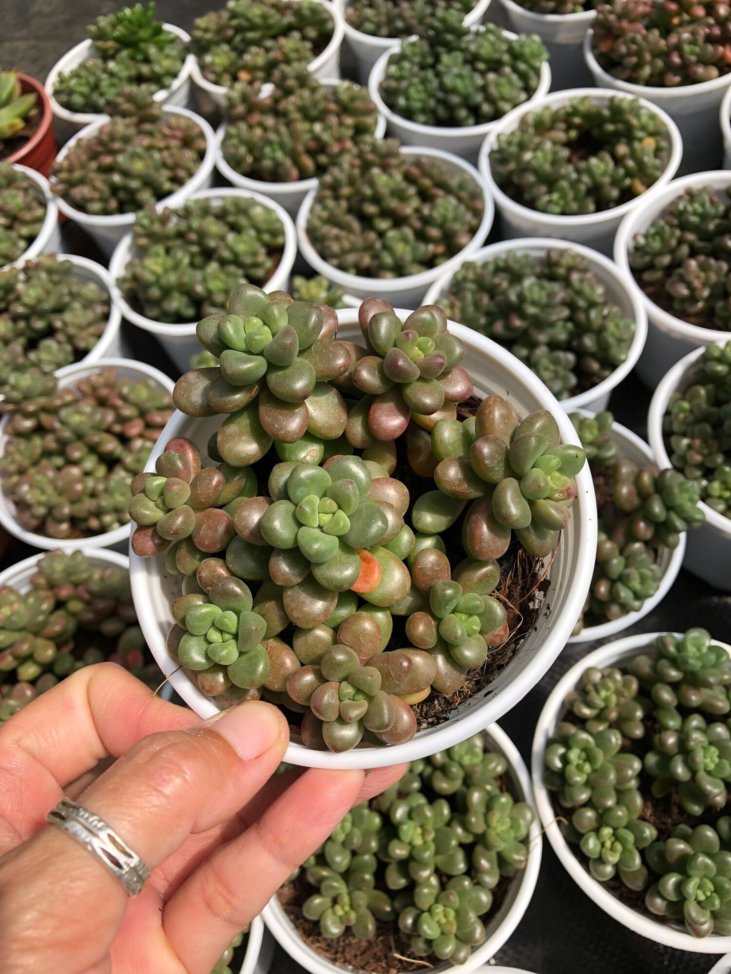 Sen đá Sedum Kẹo 11cm