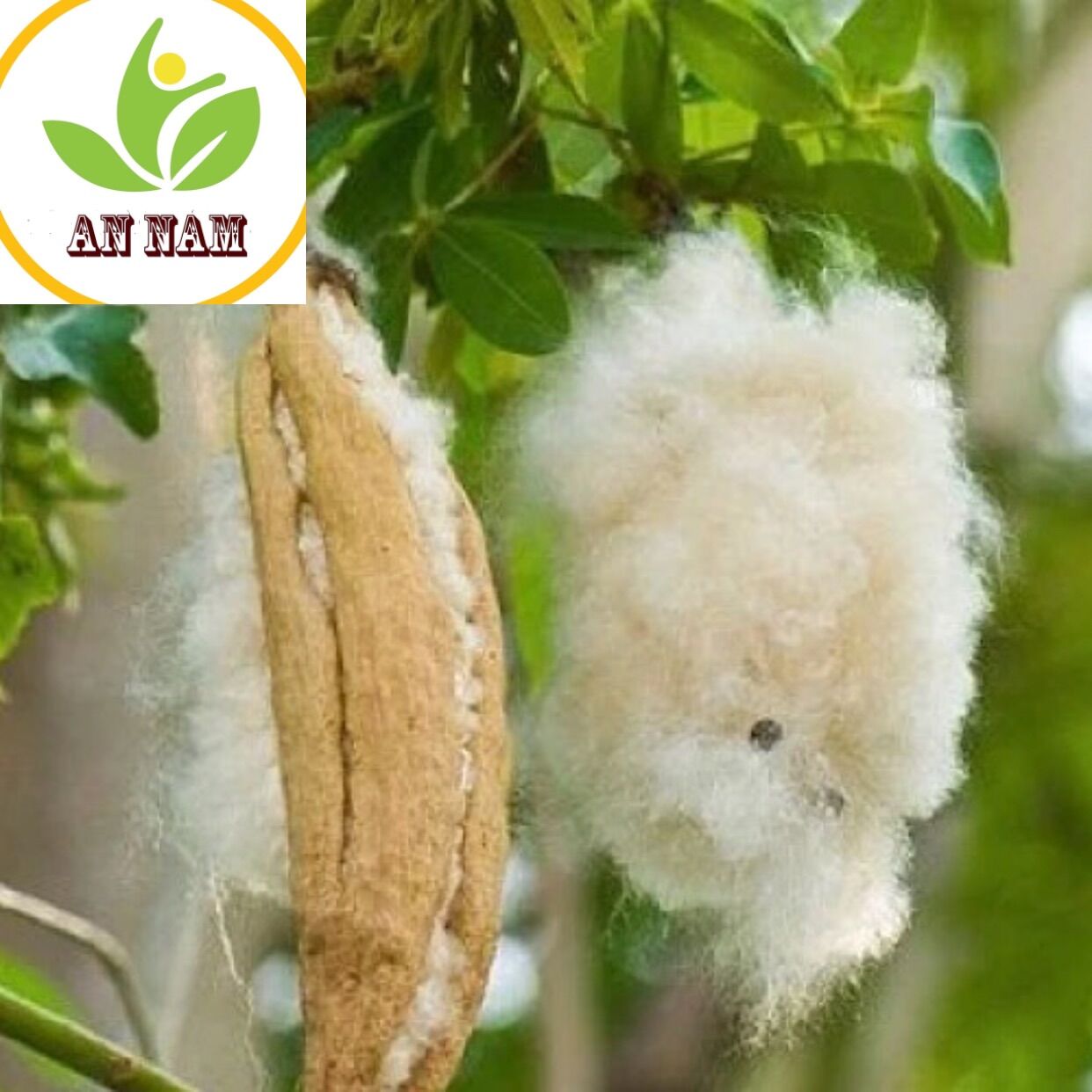 Bông trái gòn thiên nhiên dồn gối siêu êm