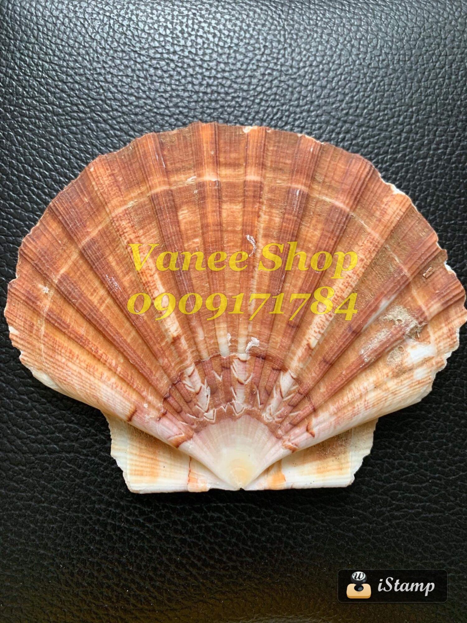 Vỏ điệp nâu đại