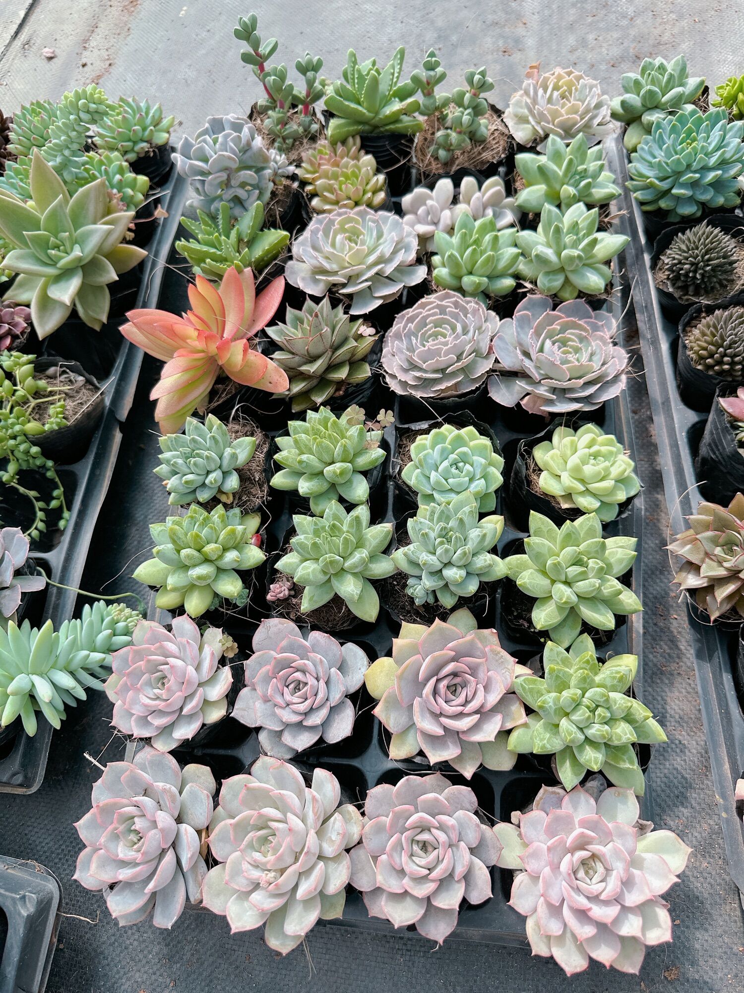 10 cây sen đá size bầu 3-5 cm ngẫu nhiên nhiều loại, đã thuần khí hậu
