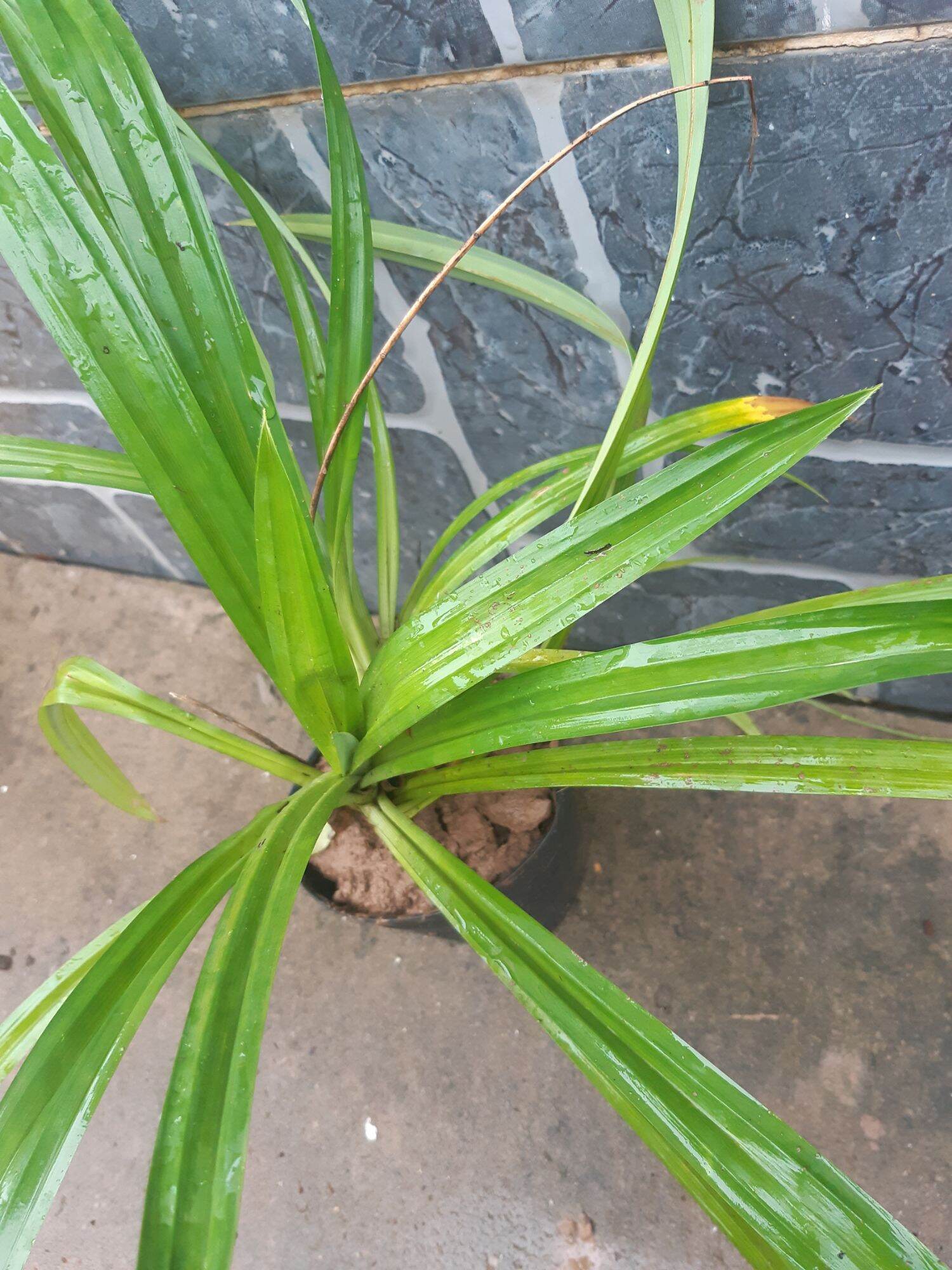 Cây lá dứa ( ảnh thật tại vườn)