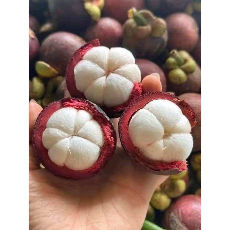 Cây măng cụt thái dễ trồng, nhanh quả