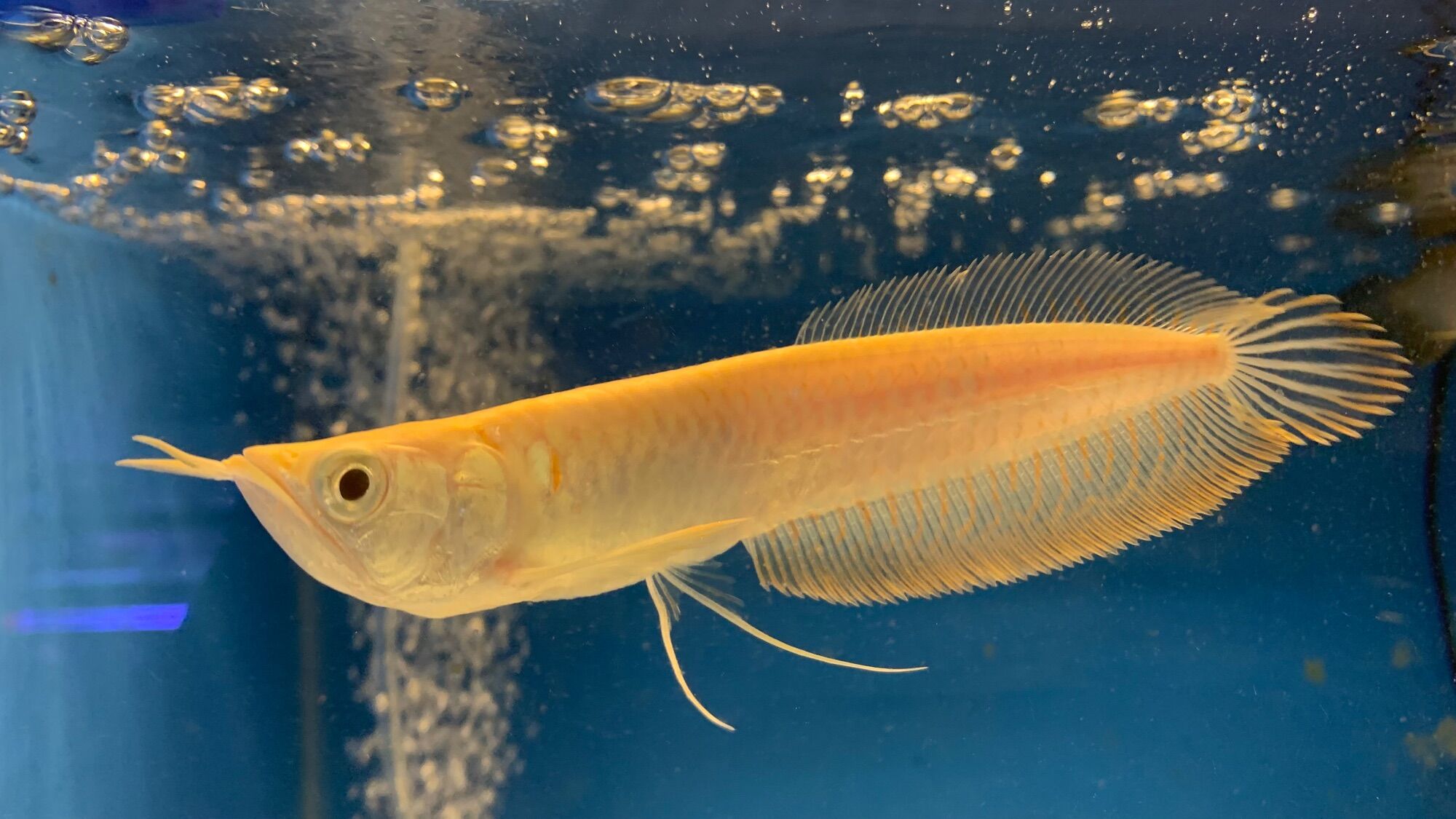 Cá Rồng Ngân Long Abino size 15-20cm