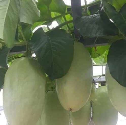 Cây giống đu đủ dây hay dưa Tây