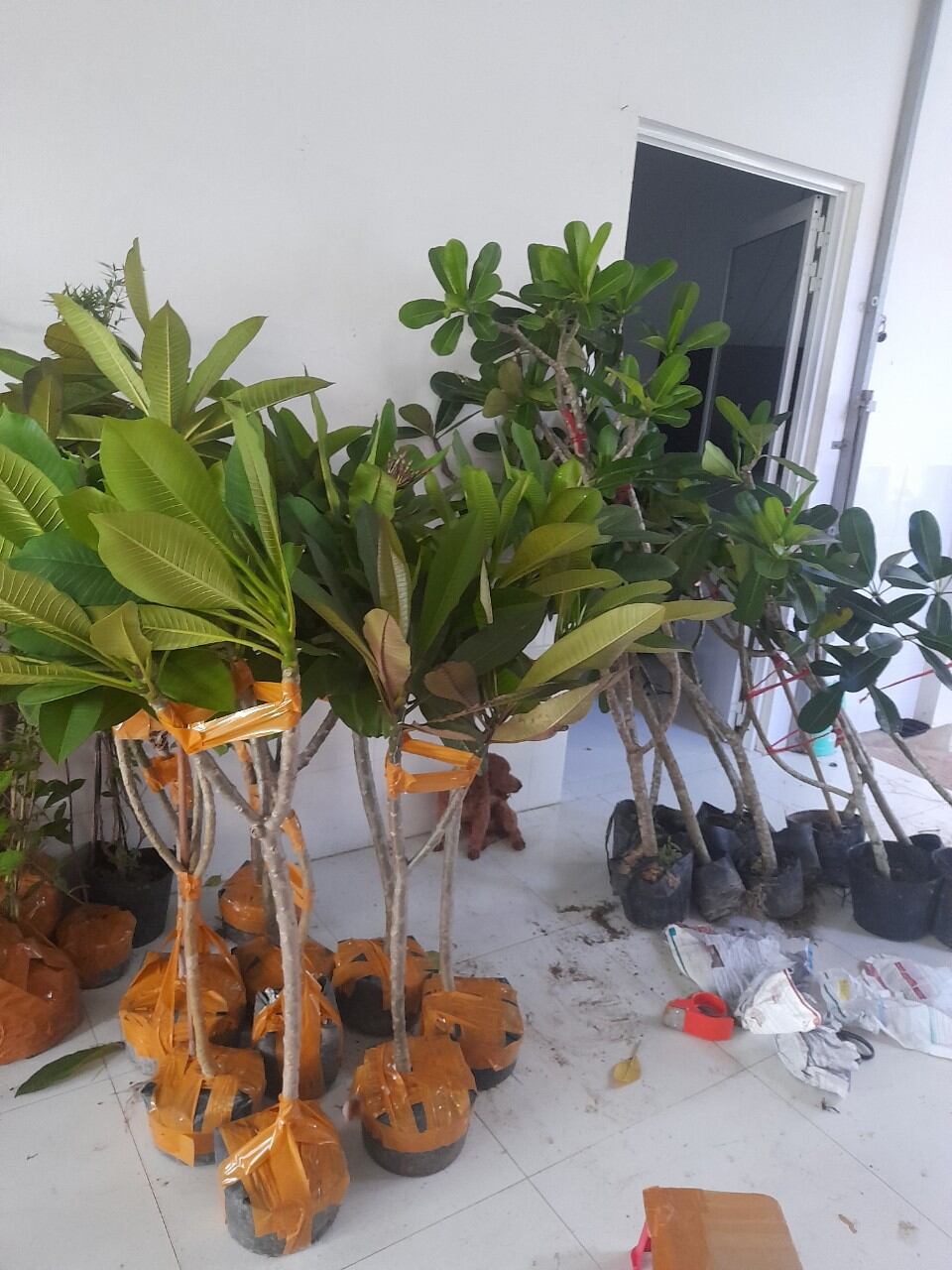 cây sứ đại vàng thơm
