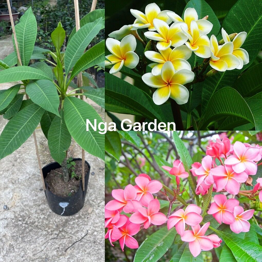 Cây hoa đại sứ hoa đại hoa thơm dễ chịu