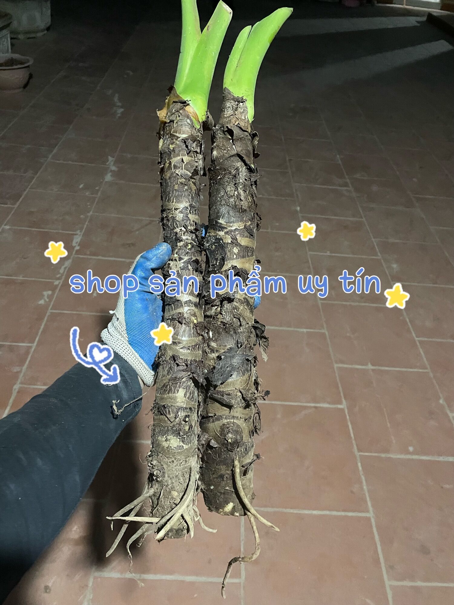 Cây ráy voi trồng cảnh(hàng đẹp) mua 5 tặng1 gốc nhỏ