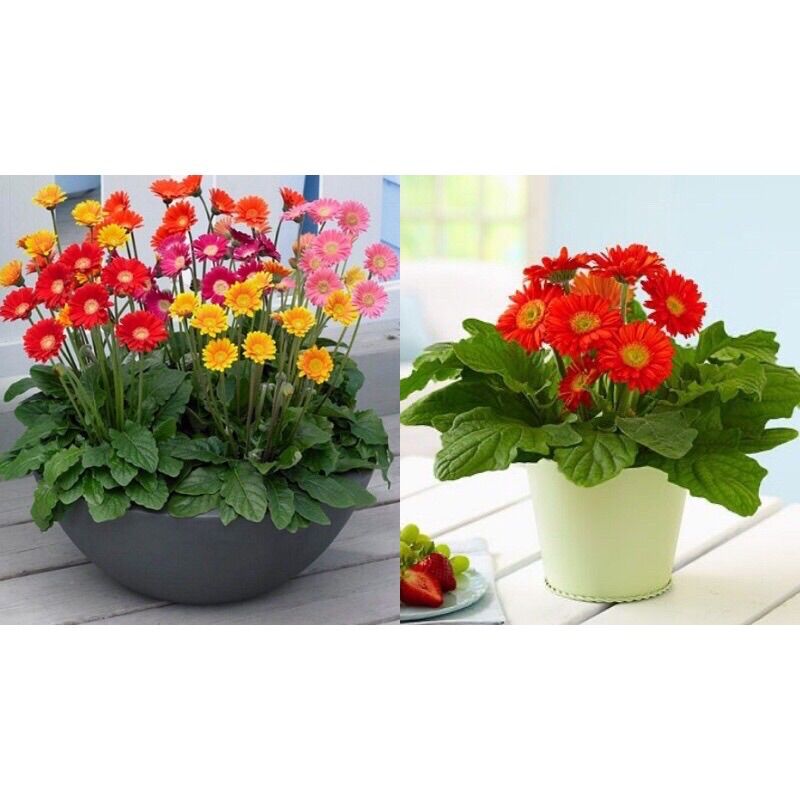 Hạt Hoa Đồng Tiền(1 gói 50 hạt)