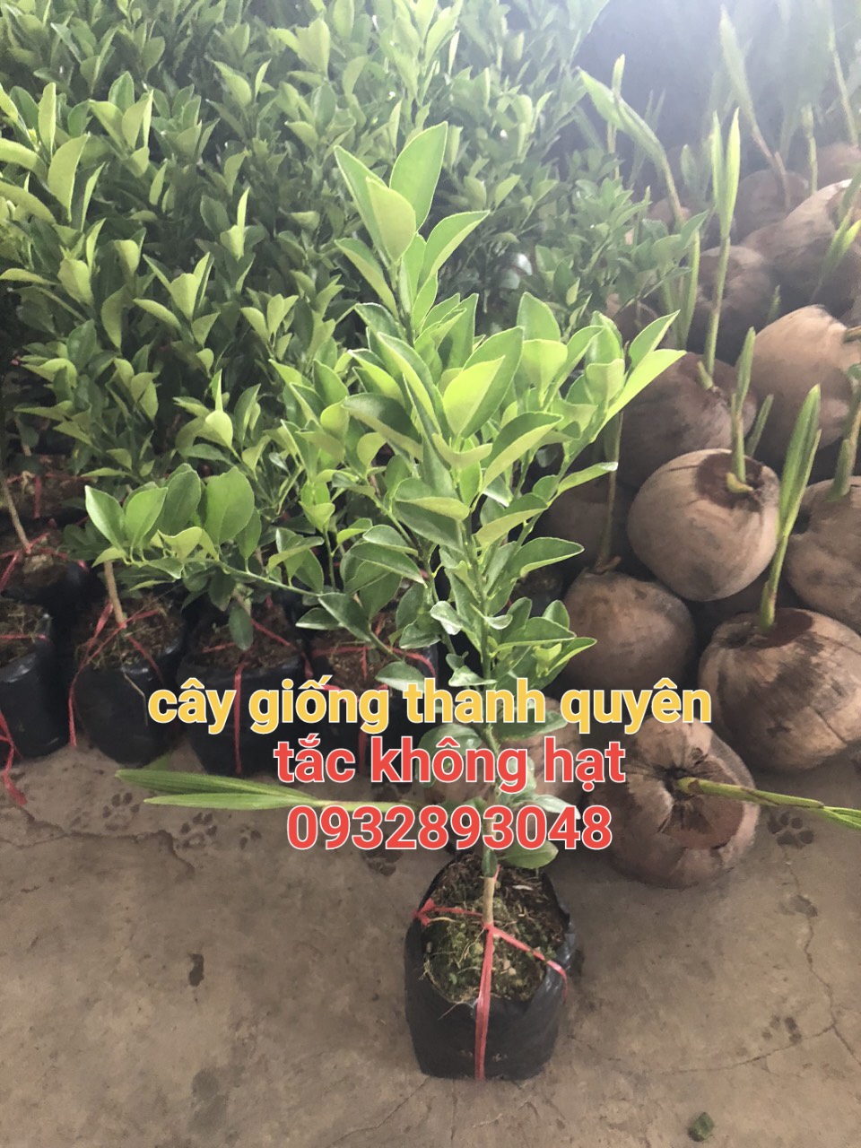 Cây giống tắc không hạt,cây chuẩn giống,cây cao to khỏe,cây ghép cao trung bình 60cm đến 80cm ,cây ra rể ổn định