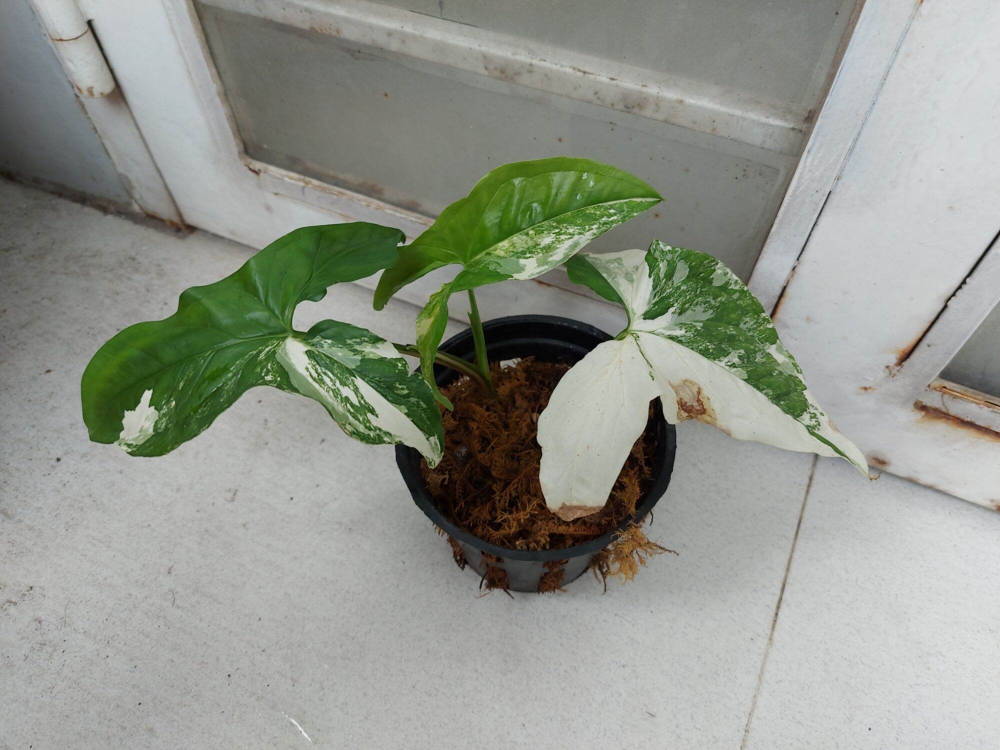 TRẦU BÀ TRẮNG SYNGONIUM ALBO VAR