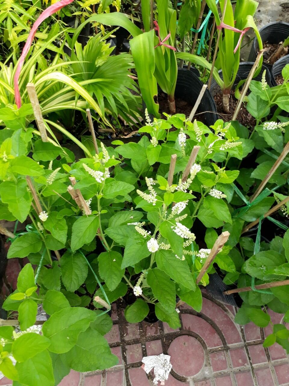 Cây Bạch Tràm hương, hoa thơm bát ngát