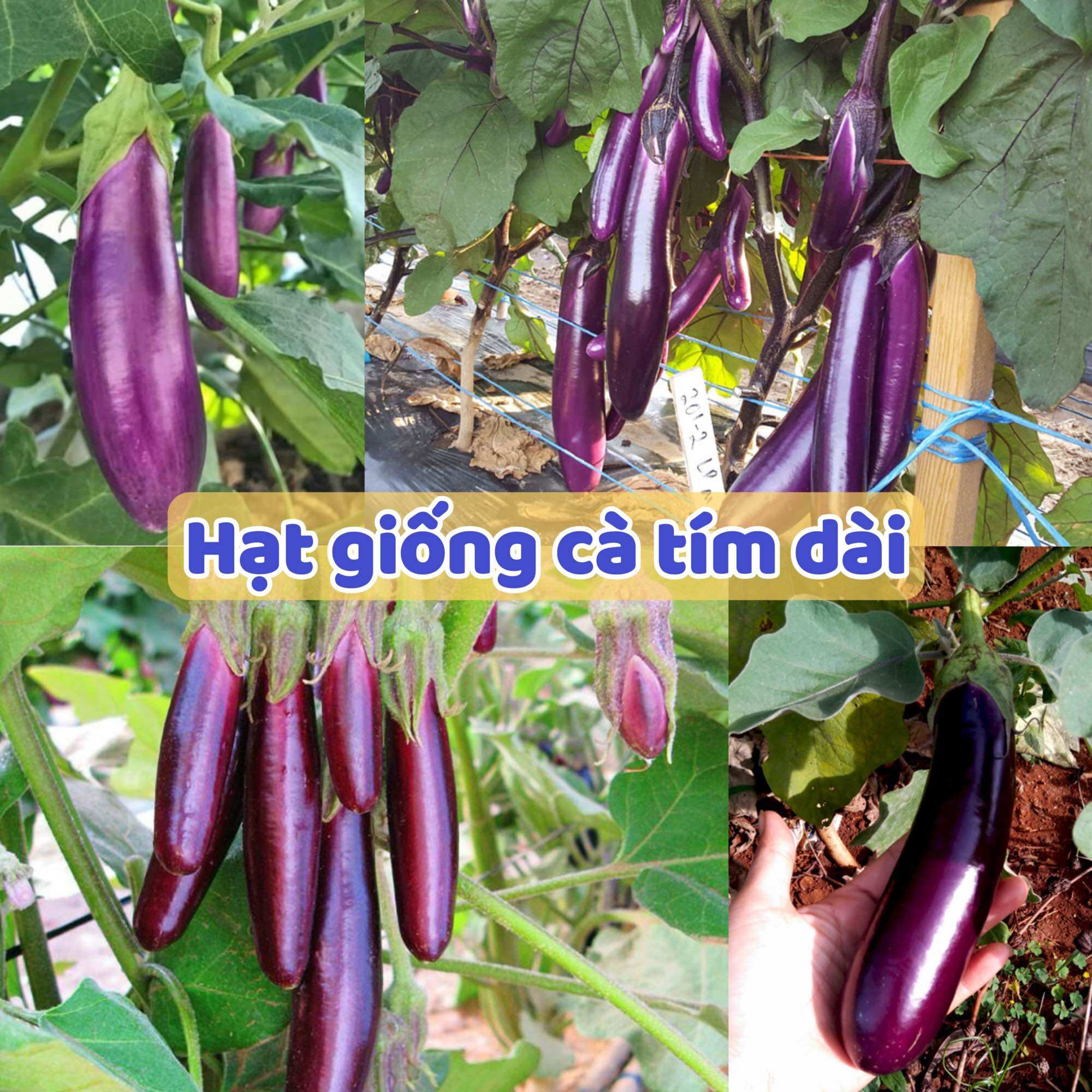 Hạt giống cà tím dài cao sản - dễ trồng, siêu quả
