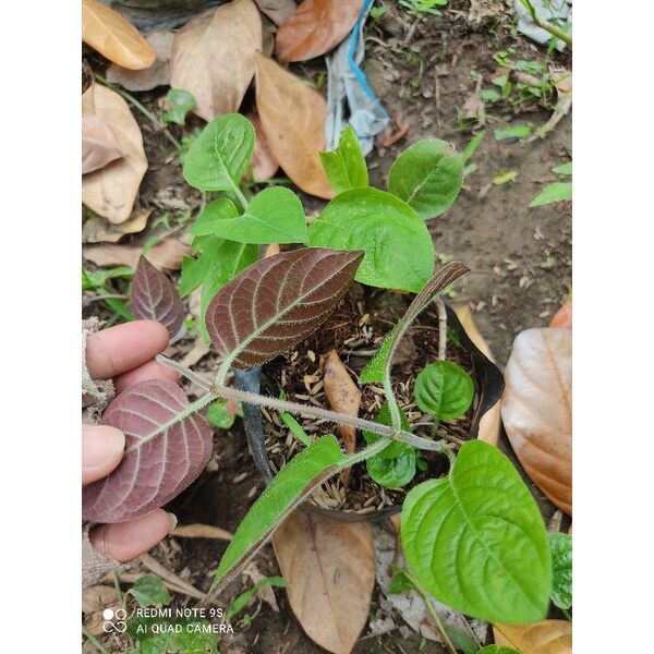 CÂY GIỐNG RAU MƠ TAM THỂ