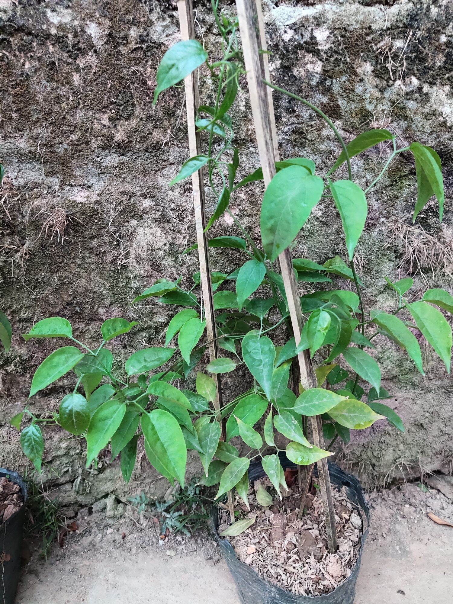 Cây giống hoa Chùm ớt