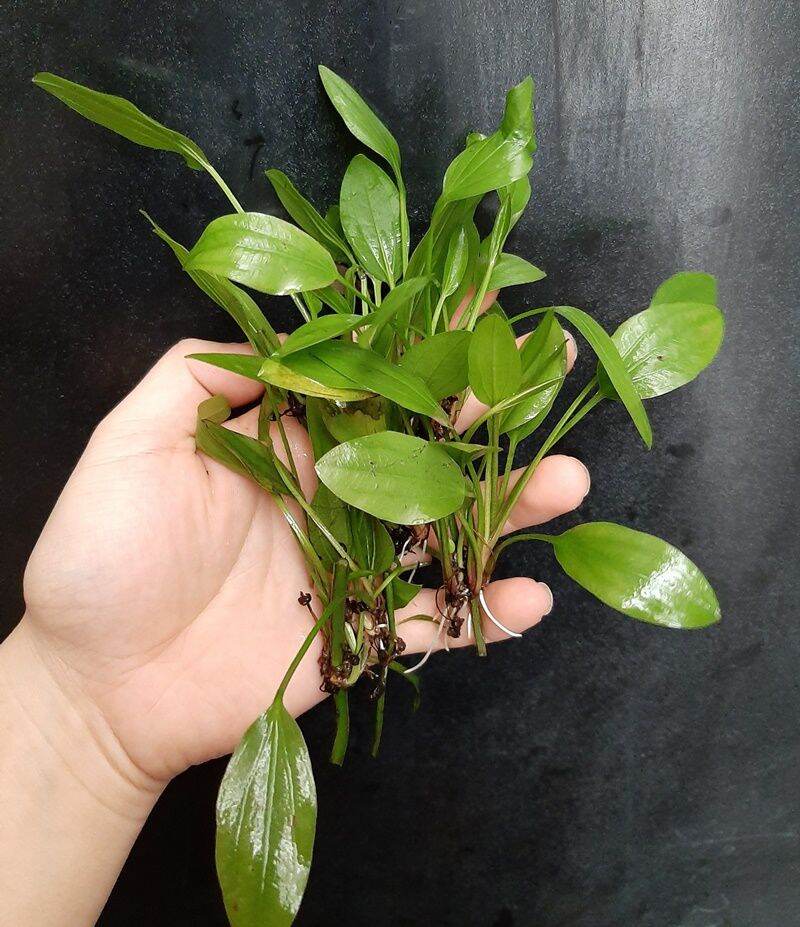 Cây lan nước 10 cây chỉ 15k.. cây thủy sinh trồng dưới nước không cần co2.