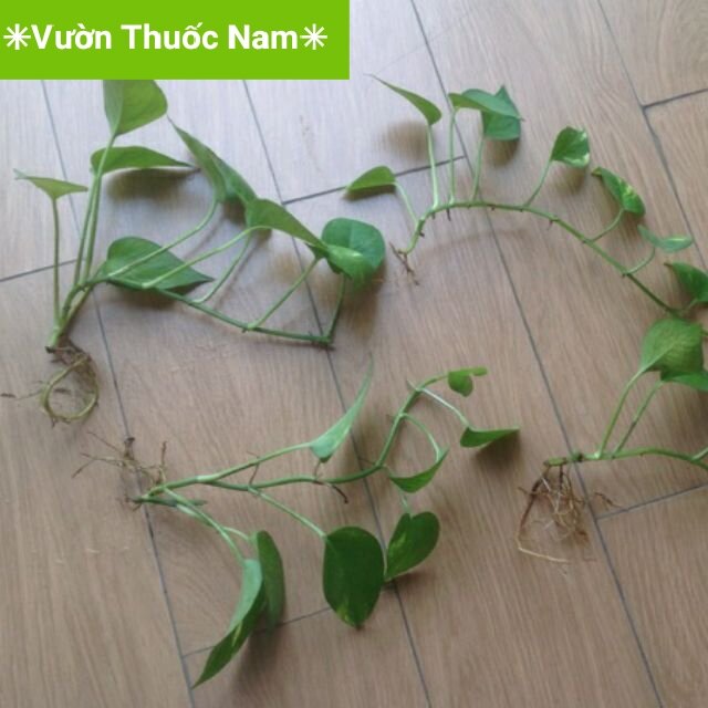 combo 5 cành trầu bà có rễ trồng thuỷ sinh