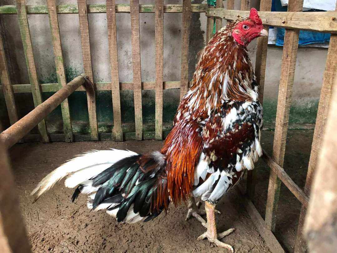 10 TRỨNG GÀ NÒI BÔNG F1 ẤP NỞ. BAO ẤP NỞ CHO A E