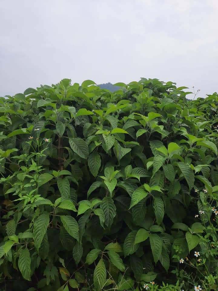 CHÈ KHỔNG LỒ HAY GỌI LÀ CHÈ ĐẠI ( ĐƠN 10 BẦU)
