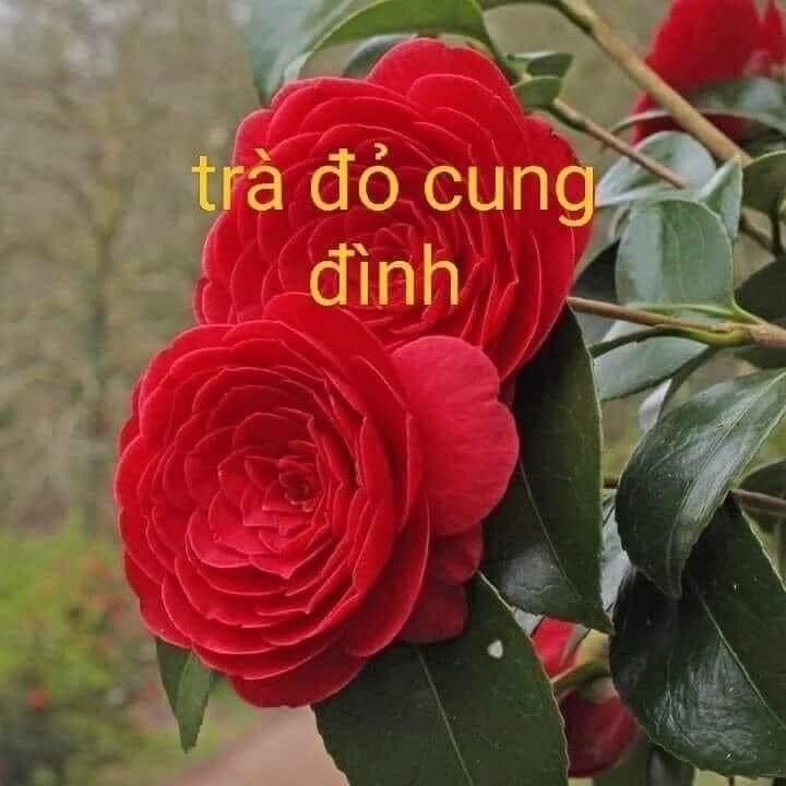 Cây Giống Trà My Cổ(1 bầu cây giống)
