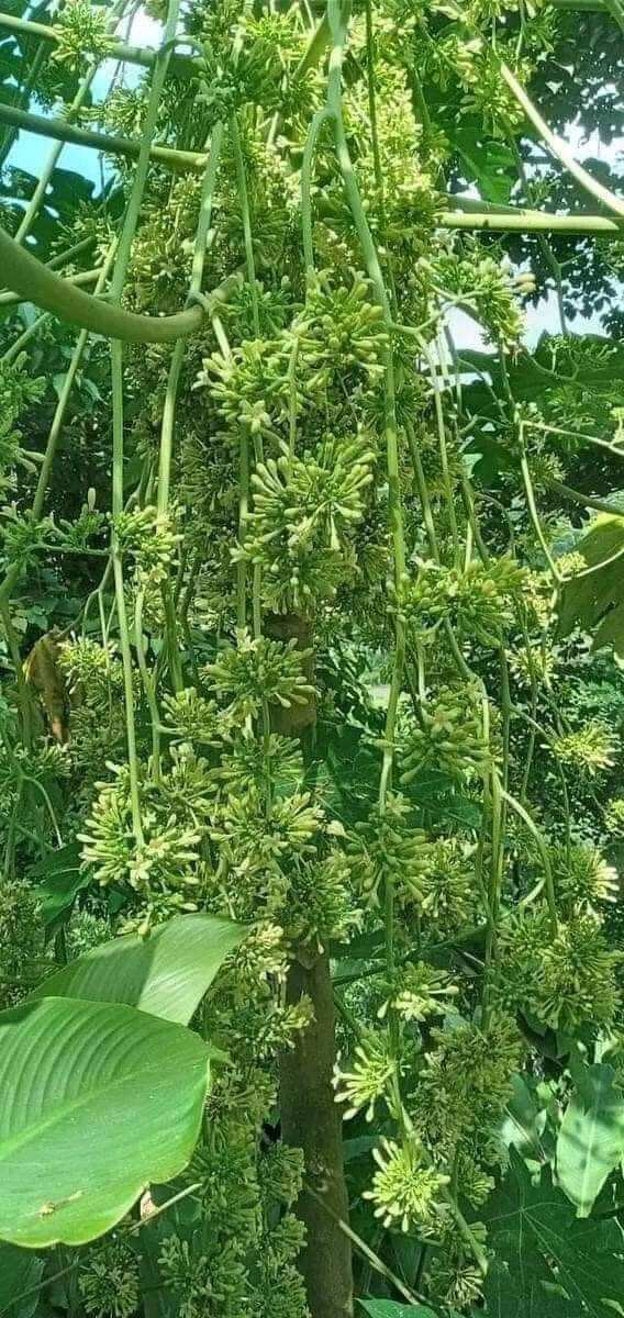 gói 100 hạt giống hoa đu đủ đực