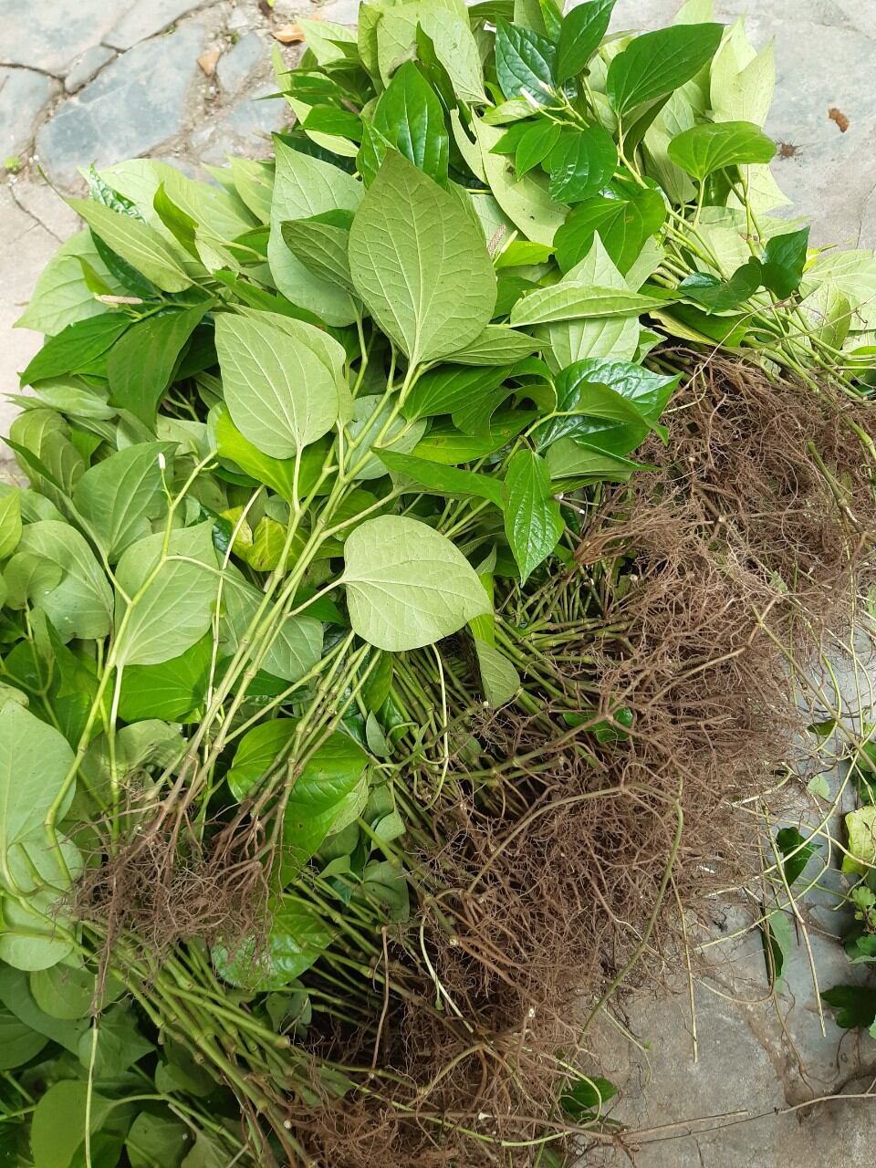 1kg cây lá lốt tươi chuẩn ảnh cây nhà trồng