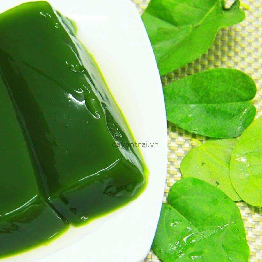 Cây sương sáo(1bầu cây trồng chậu OK)