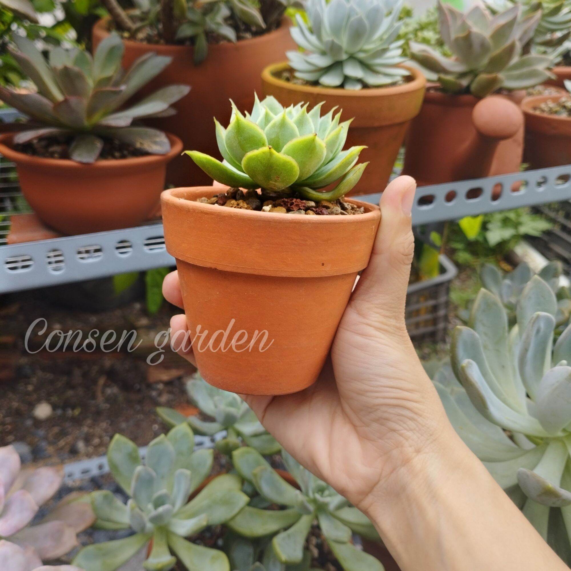 [Bao Bể Vỡ] Chậu Đất Nung Chậu Trồng Sen Đá 8x7 Cm