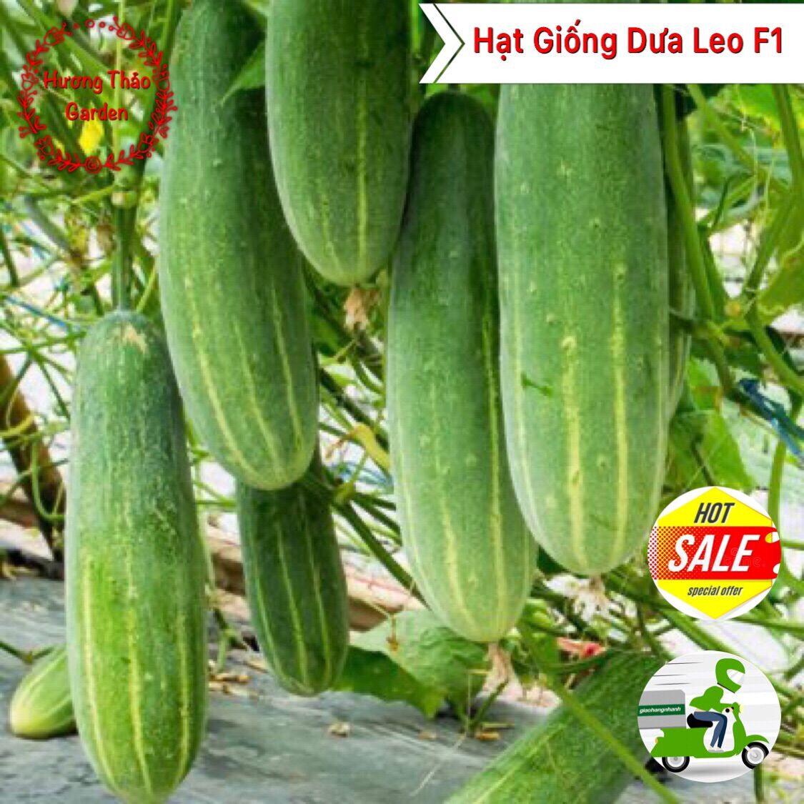 Hạt giống dưa leo cao sản f1