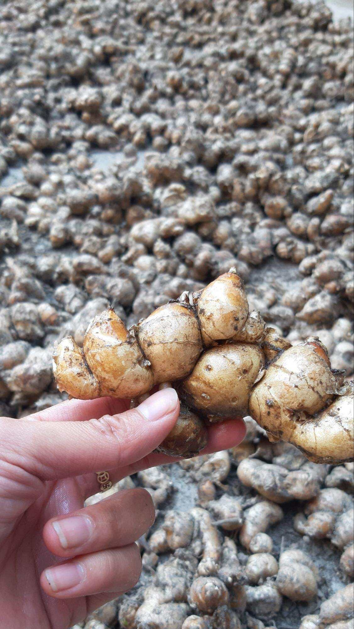 Địa liền tươi 1kg