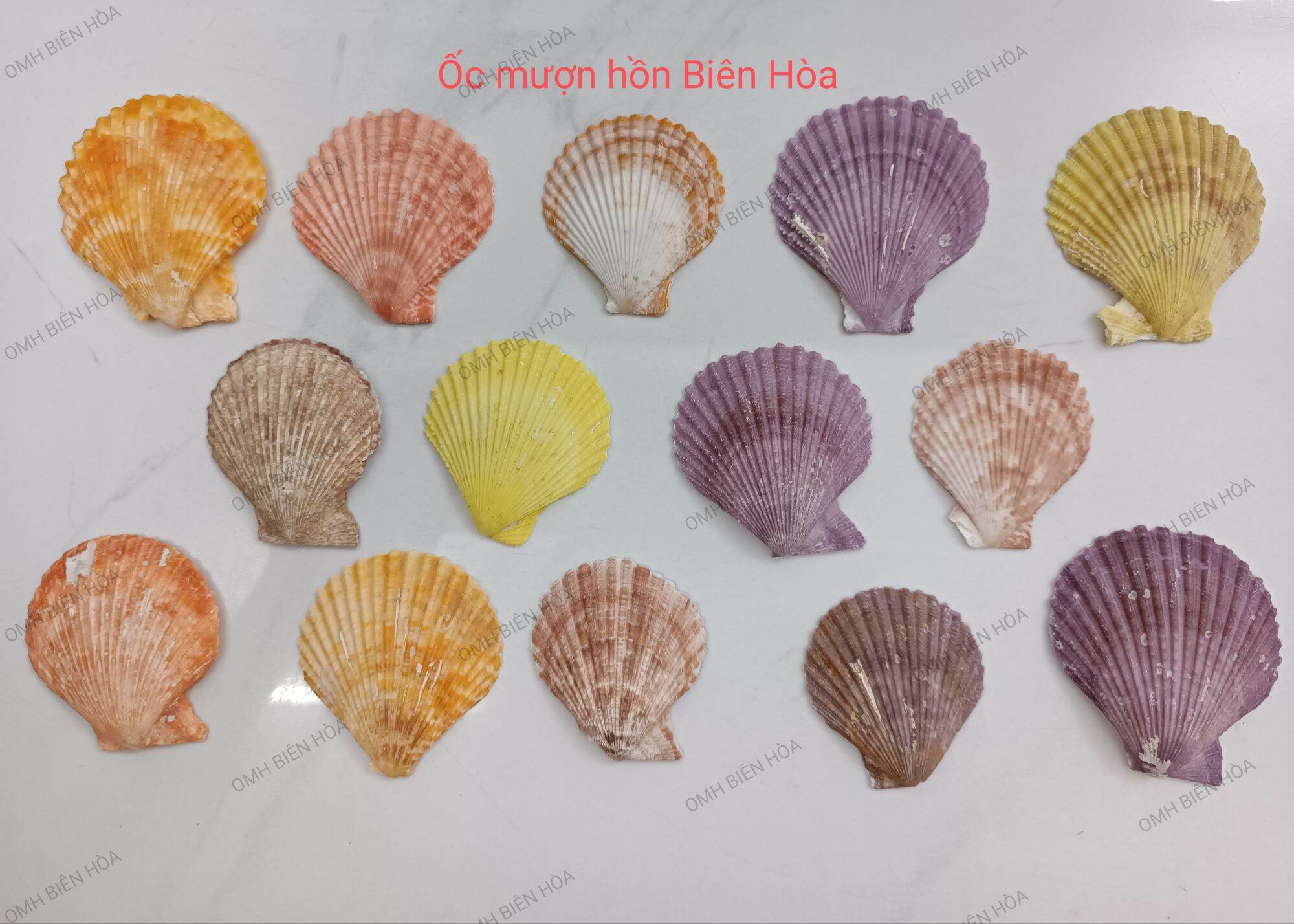 Vỏ sò thô trang trí hồ. OMH BIÊN HÒA