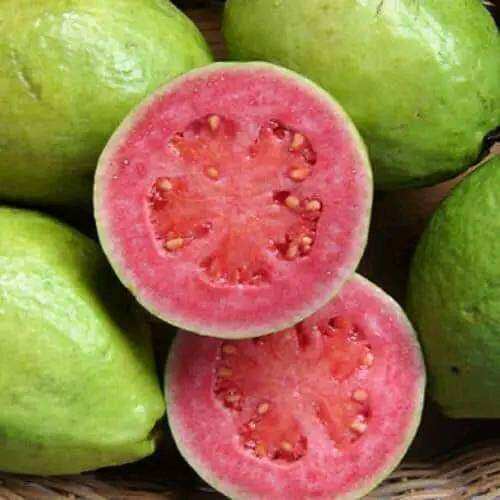Cây ổi xá lị thơm ngon