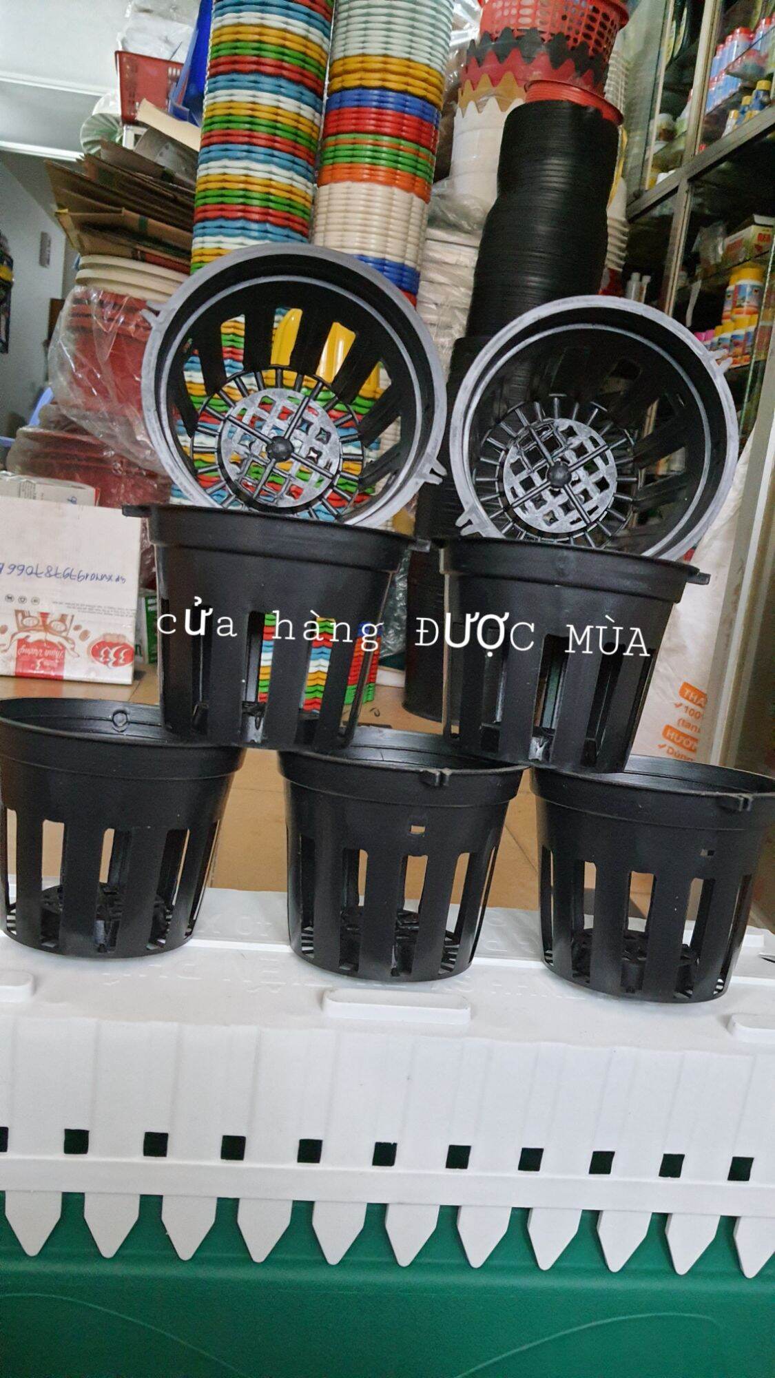 10 chậu nhựa trồng lan phi 12