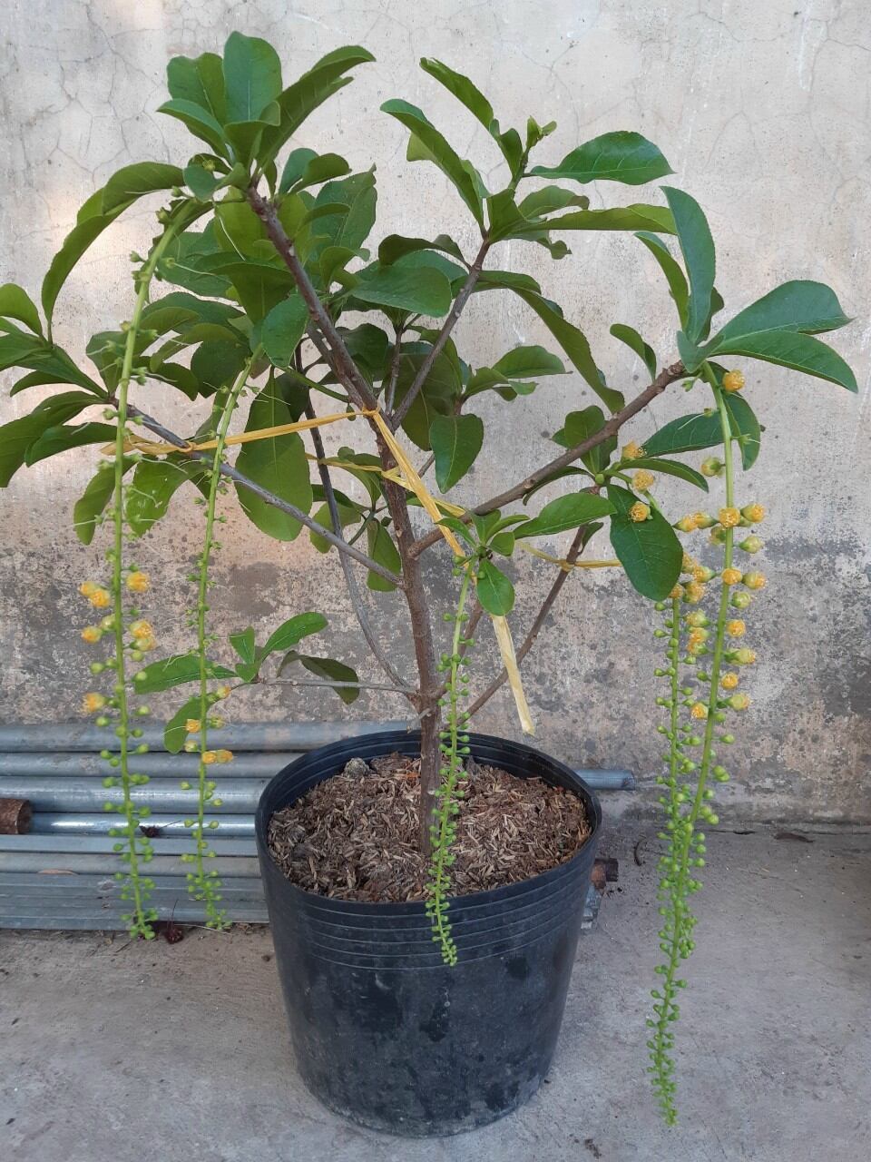 Cây hoa Lộc vừng hoa vàng