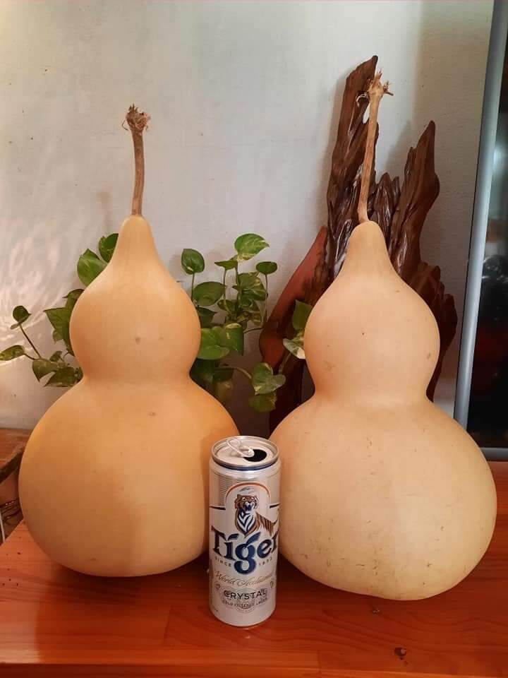 Hồ lô khô 20-24cm