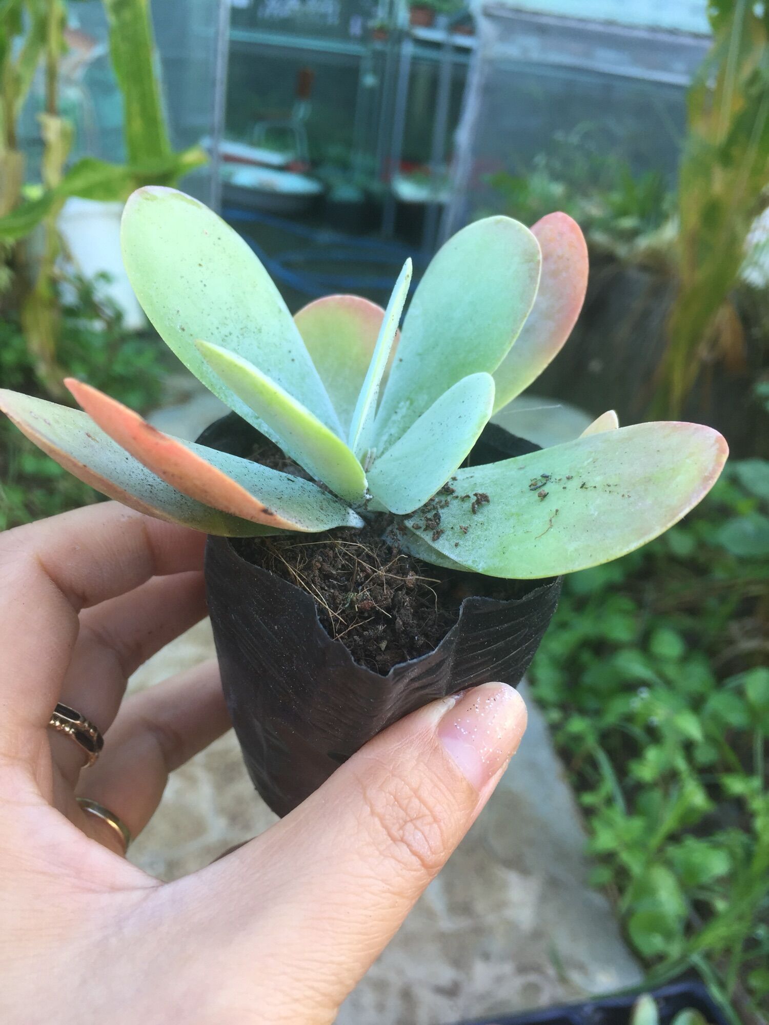 Sen Đá Cánh Bướm Hồng size bầu
