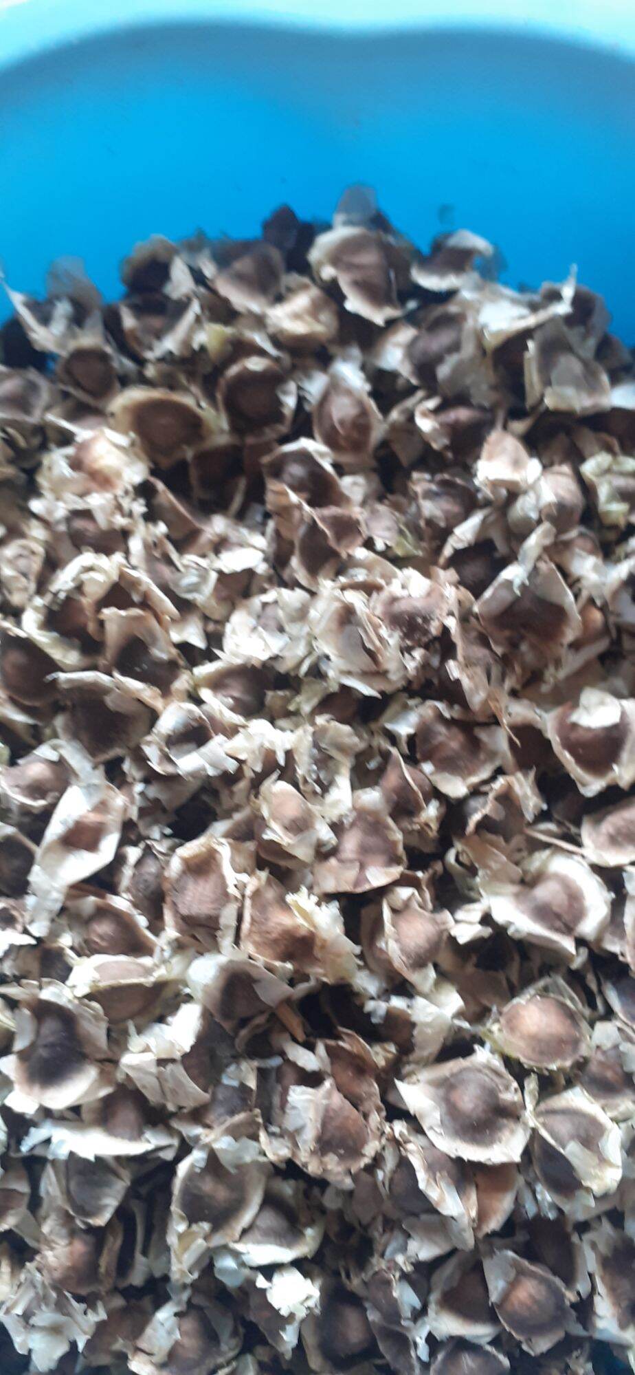 500 gram hạt chùm ngây giống