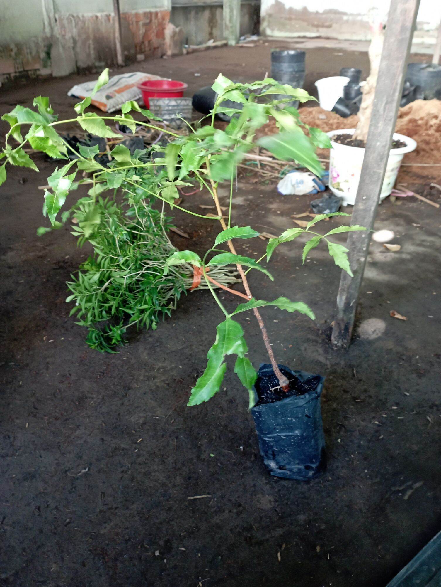 Cây Sầu Đâu làm gỏi